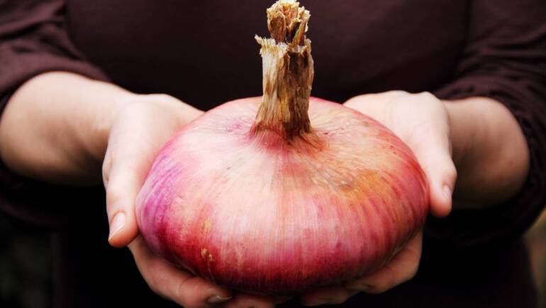 La vita è come una cipolla…