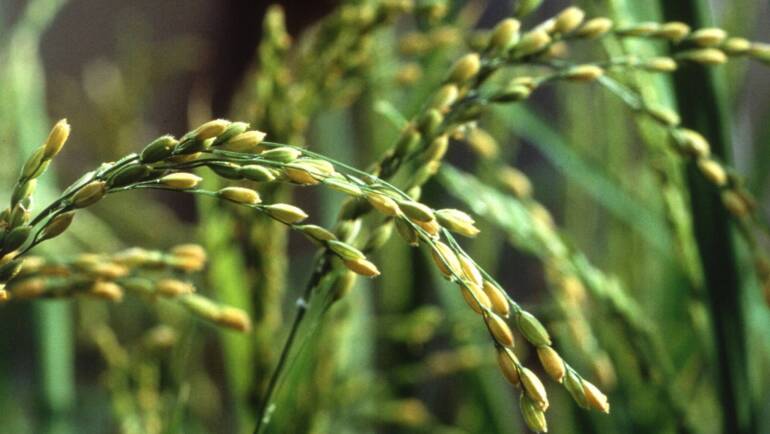 Quale Riso Scegliere? L’importante è farlo col sorRiso!